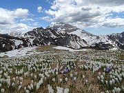 85 Crocus e Arera in attesa del sole